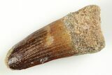 Fossil Spinosaurus Tooth - Real Dinosaur Tooth #204451-1